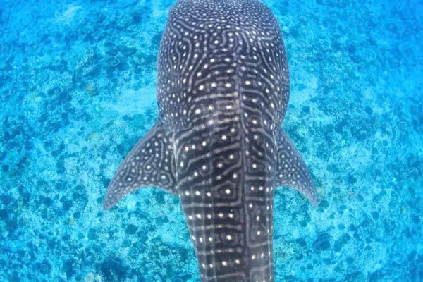 Whale Shark Snorkeling