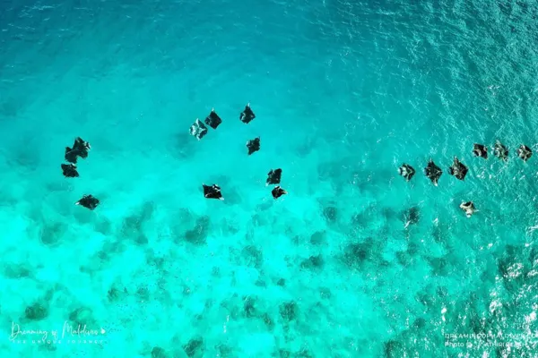 Manta Ray Snorkeling