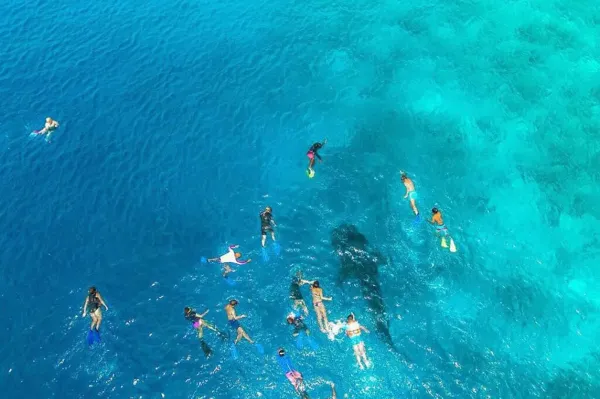 Whale Shark Snorkeling