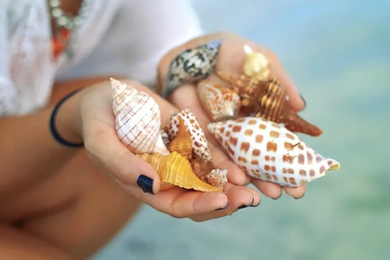 Shell Collecting Tour