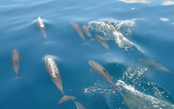 Dolphin Watching