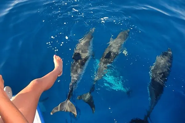 Sandbank Snorkeling and Sunset Dolphin Cruise