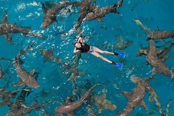 Snorkeling with Sharks