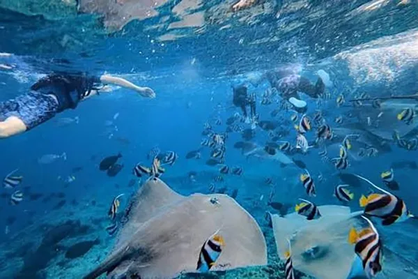 Stingray Snorkeling to Fish Tank