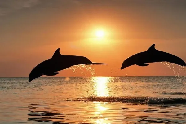 Sunset Dolphin Trip