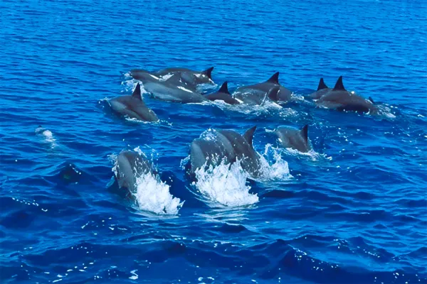 Dolphin Excursion