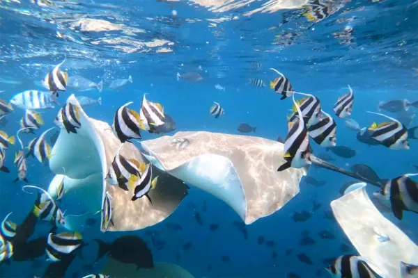 Fish Factory Snorkeling