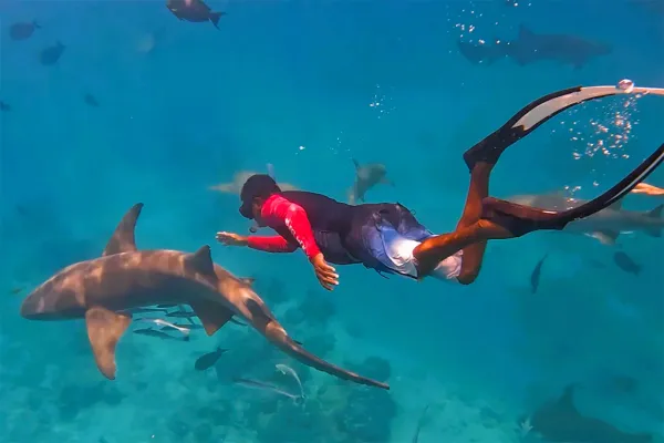 Nurse Shark Snorkeling