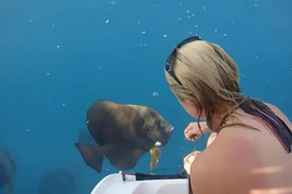 Batfish Feeding