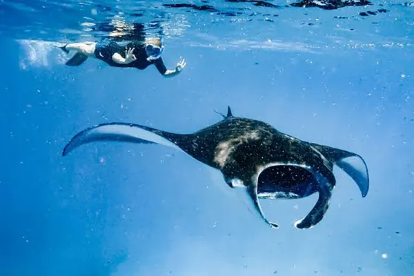 Snorkeling with Manta Rays