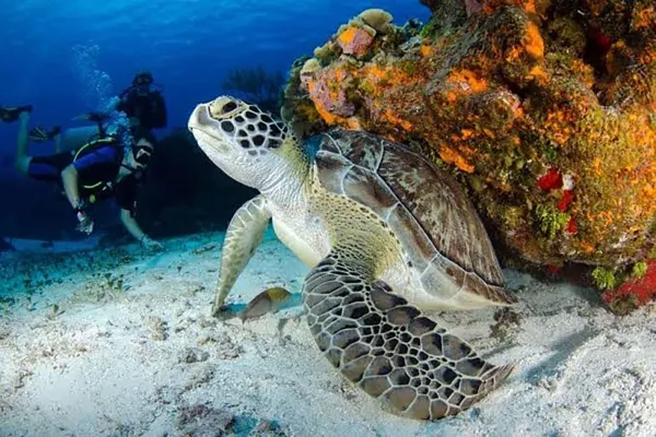 Snorkeling with Turtles