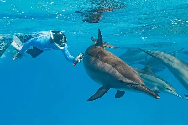 Reef Snorkeling & Dolphin Safari