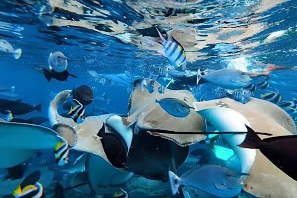 Snorkeling in Fish Tank with Sting Ray