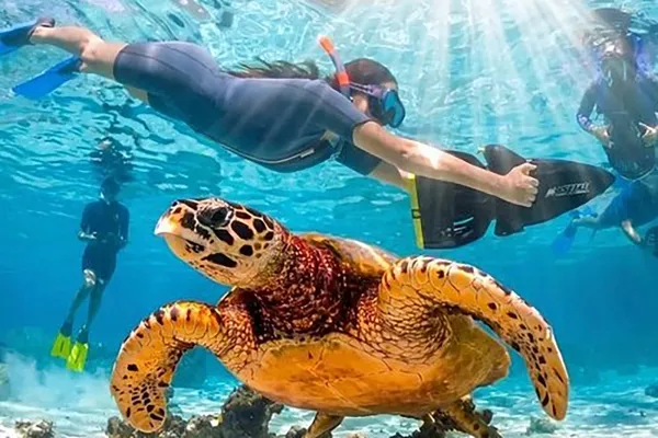 Snorkeling with Turtle & Reef Shark