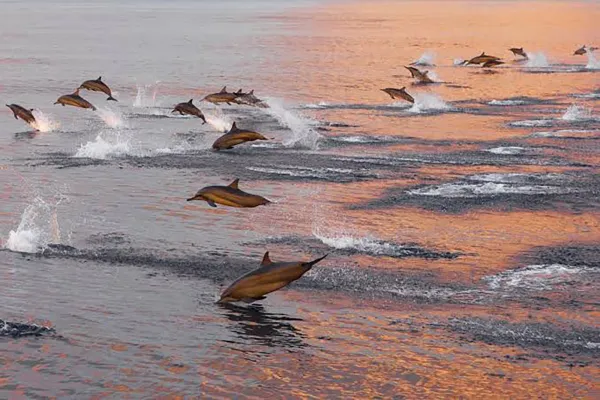 Dolphin Cruise