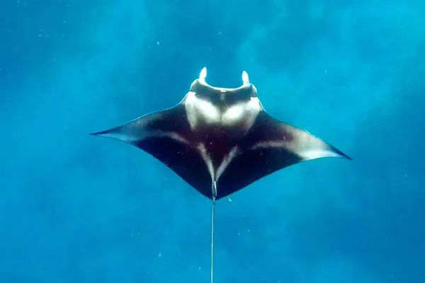 Manta Ray Snorkeling
