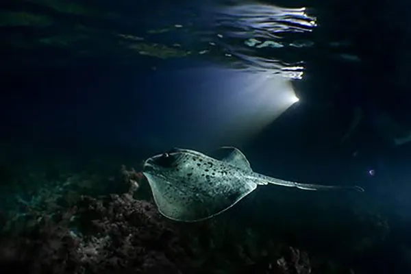 Night Snorkeling
