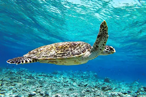 Turtle Reef Snorkeling