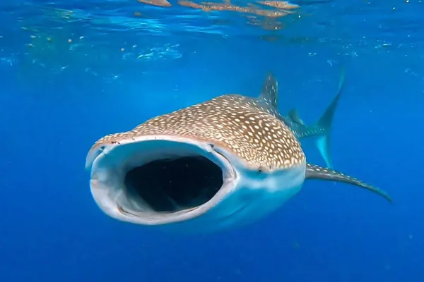 Whaleshark Safari