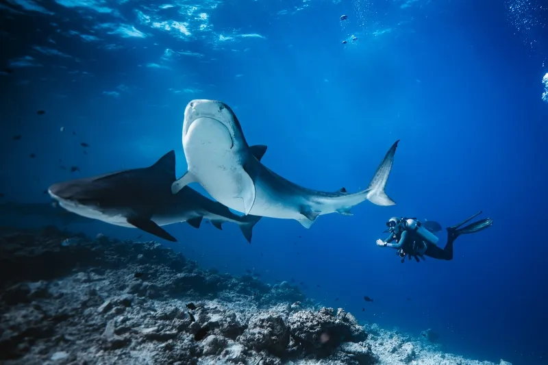 Tiger Shark Diving
