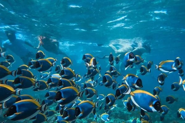 Meeru Adventure Snorkeling