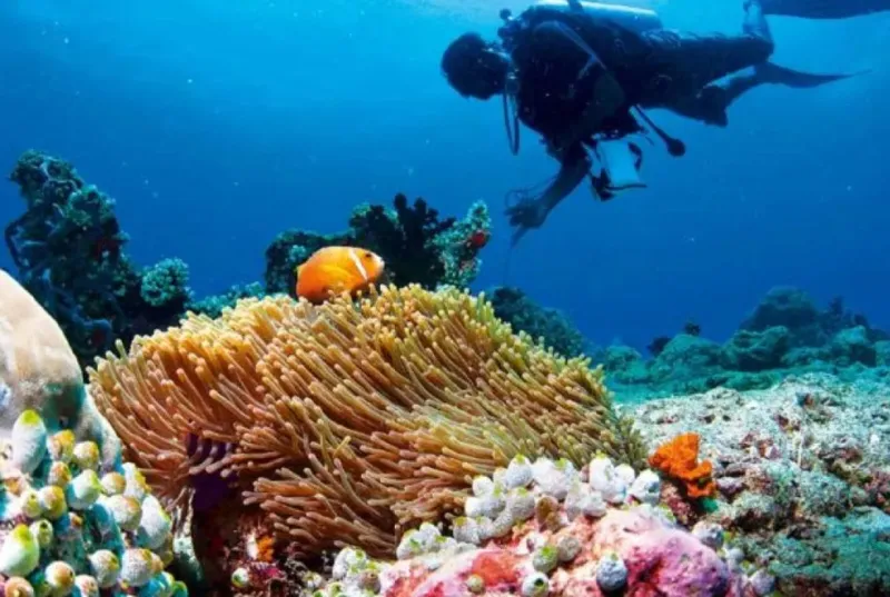 Diving