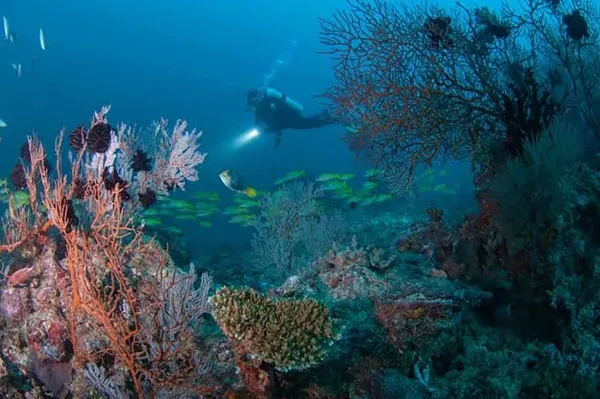 Diving: Discover the Underwater Maldives