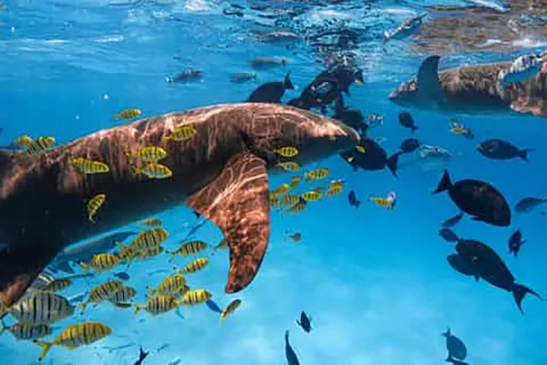 Snorkeling: Swim Among Tropical Fish