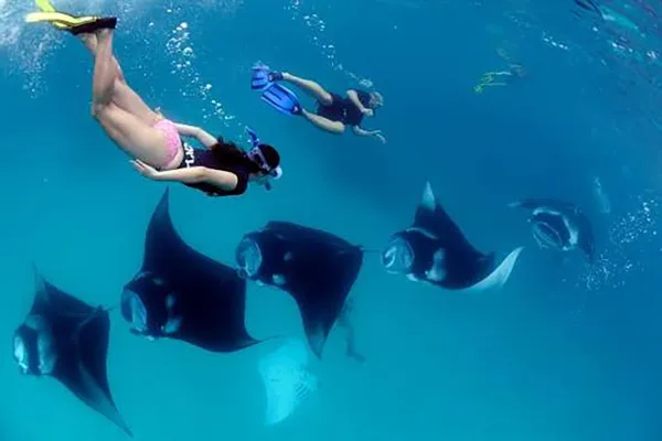 Manta Snorkeling
