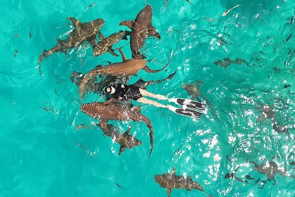 Nurse Shark & Sting Ray Snorkeling