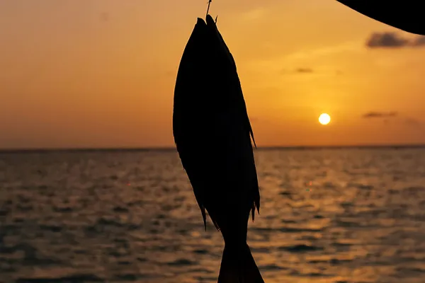 Sunset Fishing