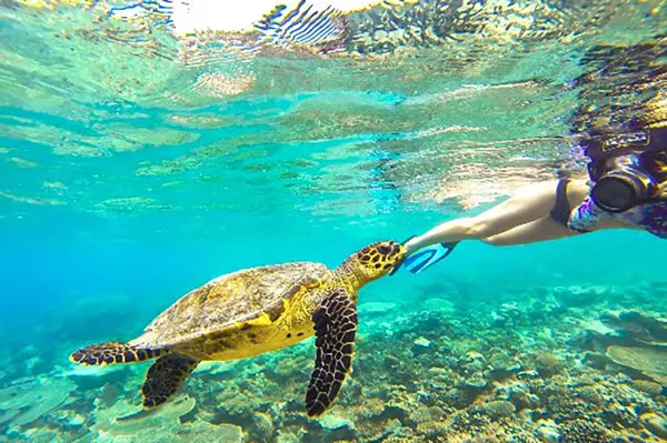 Turtle Point Snorkeling
