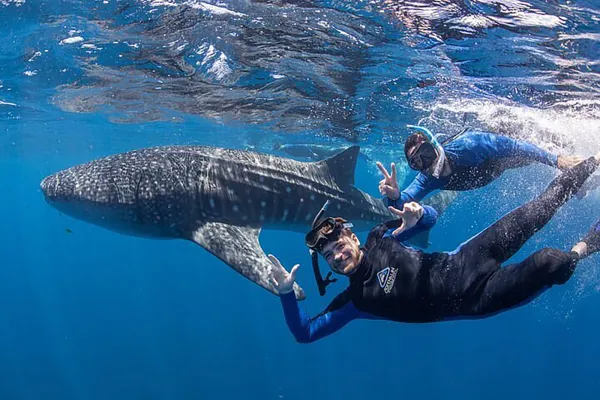 Whaleshark Safari