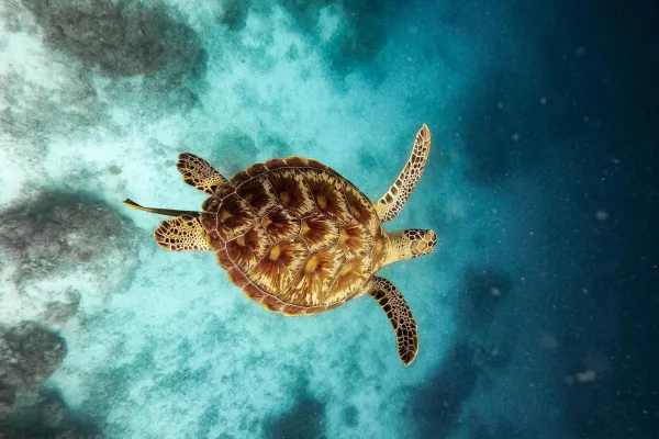 Turtle Snorkeling