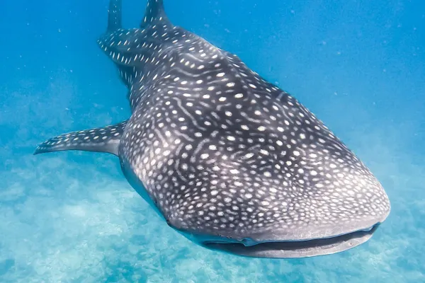Whale Shark Snorkeling