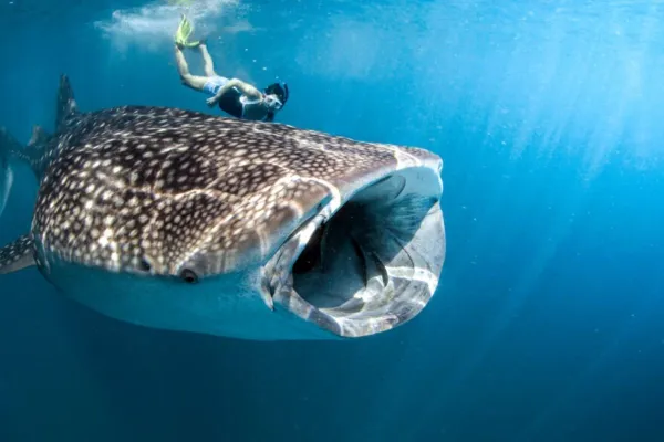 Ocean Dive Center