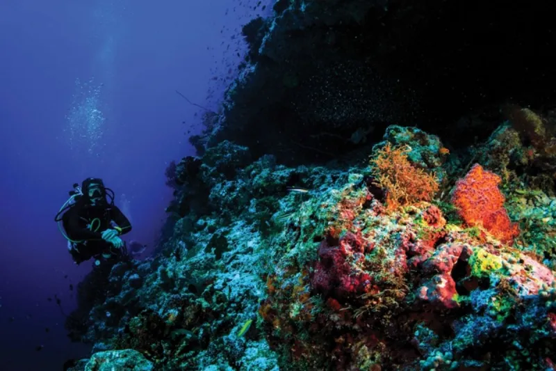 Guided Snorkelling Trip