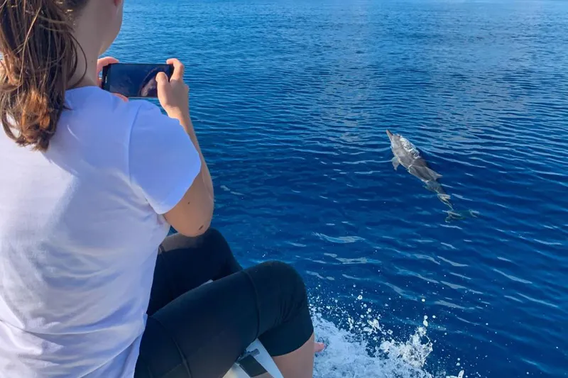 Dolphin Cruise