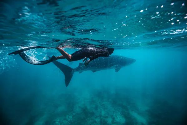 Whale Shark Snorkeling