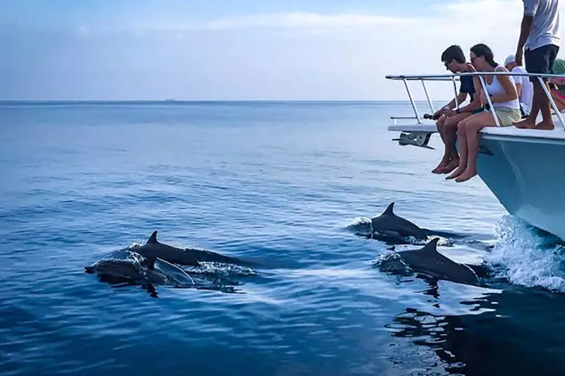 Dolphin Cruise