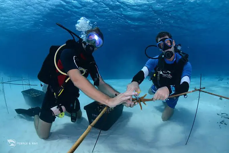 Coral Restoration Educational Snorkeling with Tutor