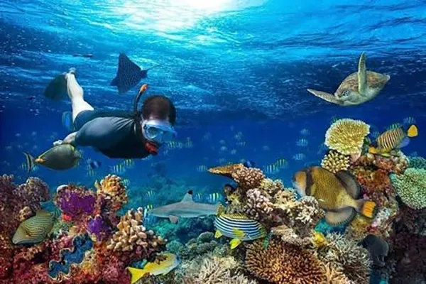 Combined Trip - Dolphin watching, Manta & Coral Garden Snorkeling