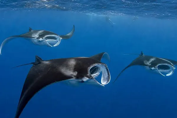 Manta Snorkeling Trip - Goidhoo Atoll