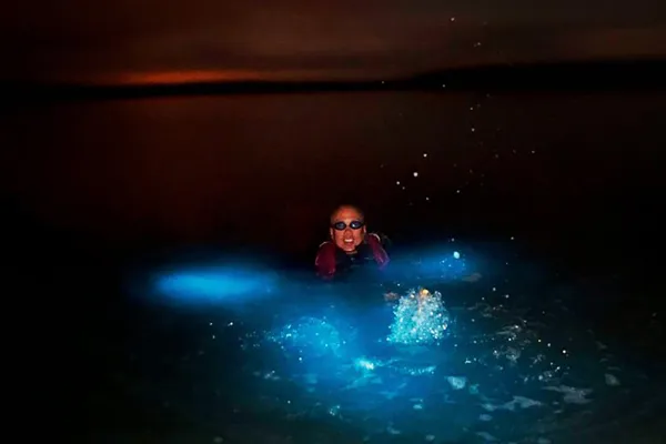 Night Plankton Snorkeling Trip
