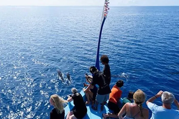 Dolphin Cruise
