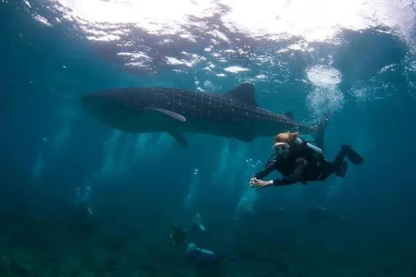 Manta & Whale Shark Snorkeling