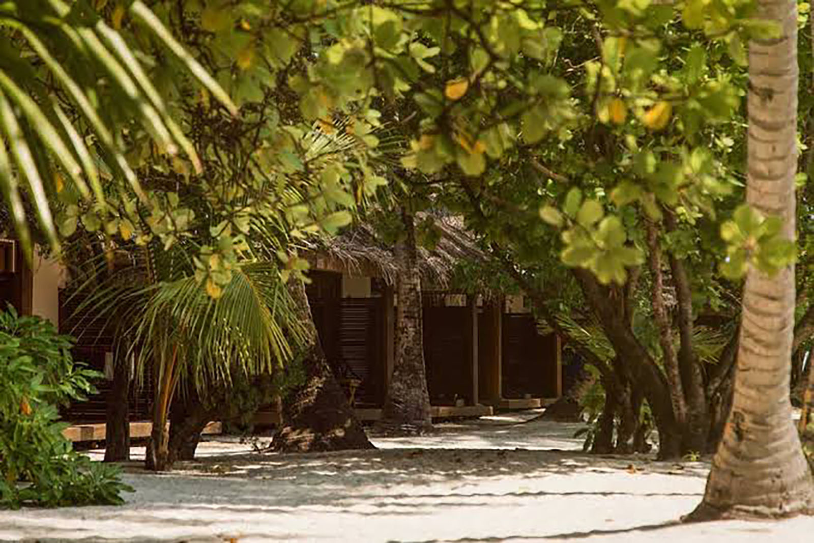 Celebrate Love And Life In Paradise