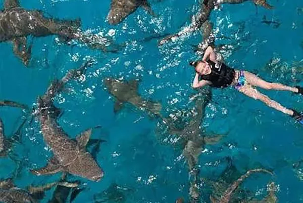 Nurse Shark Encounters