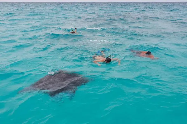 Manta Ray Swimming