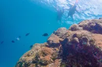 House Reef Snorkeling